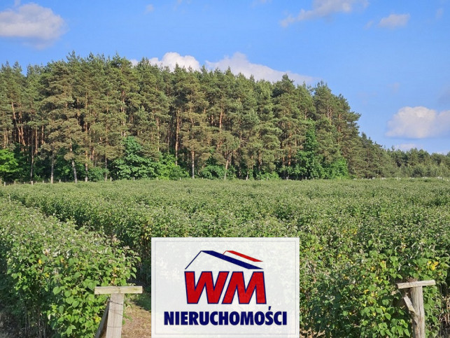 Działka Sprzedaż Pniewy 6