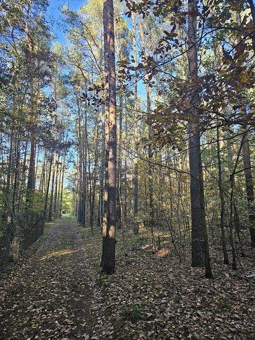 Działka Sprzedaż Chynów 7
