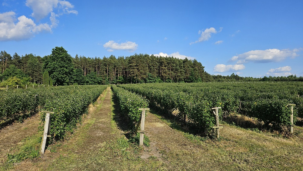 Działka Sprzedaż Pniewy 7