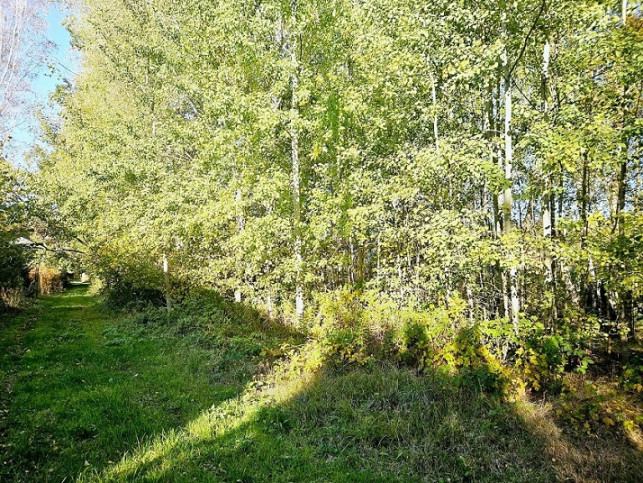 Działka Sprzedaż Chynów 2