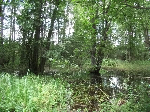 Działka Sprzedaż Pniewy 5