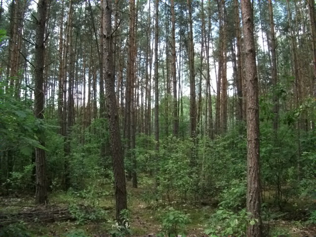 Działka Sprzedaż Pniewy 3