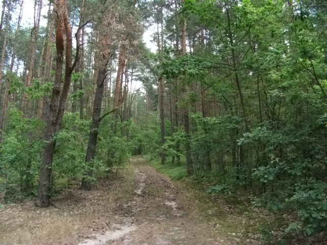 Działka Sprzedaż Pniewy 2