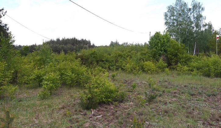 Działka Sprzedaż Pniewy 3