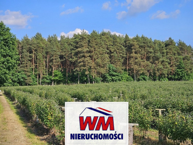 Działka Sprzedaż Pniewy 3
