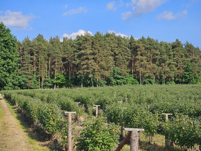 Działka Sprzedaż Pniewy 3