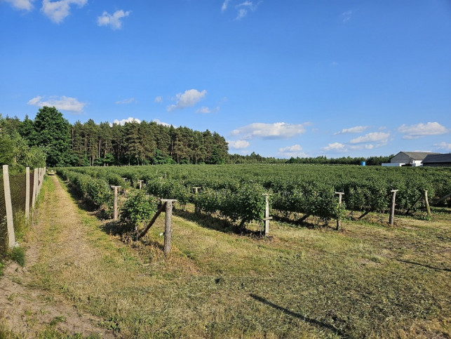 Działka Sprzedaż Pniewy 4