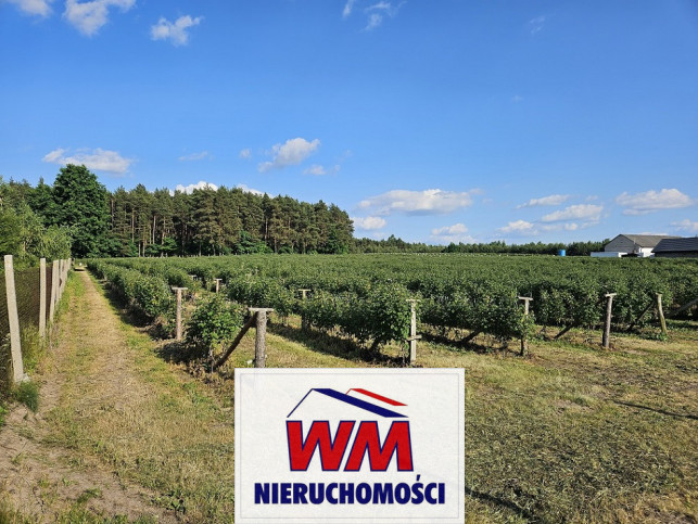 Działka Sprzedaż Pniewy 4