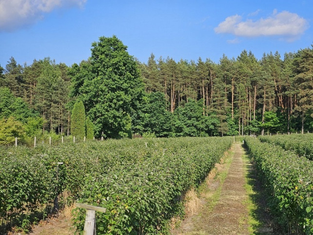 Działka Sprzedaż Pniewy 5