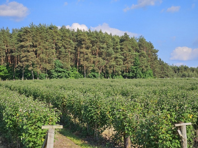 Działka Sprzedaż Pniewy 6