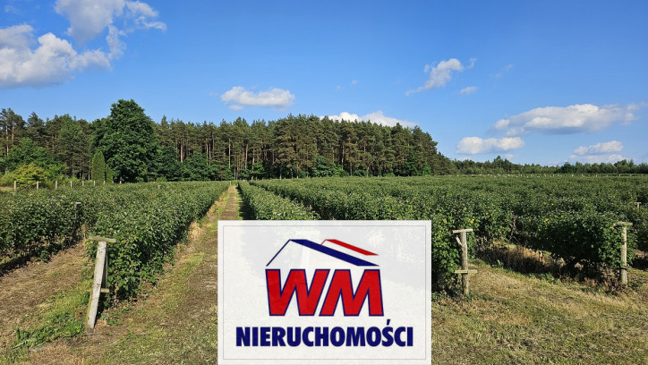Działka Sprzedaż Pniewy 7