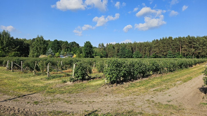 Działka Sprzedaż Pniewy 2