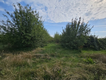Działka Sprzedaż Warka